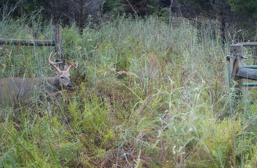 They can’t all be big and pretty 

What do you think happened to 