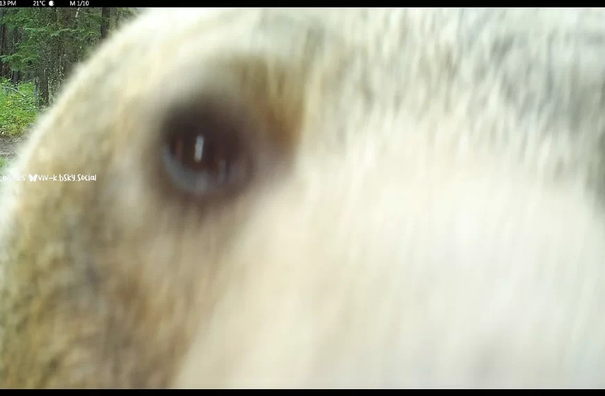 Love these captures....when you know you are the boss of the wood