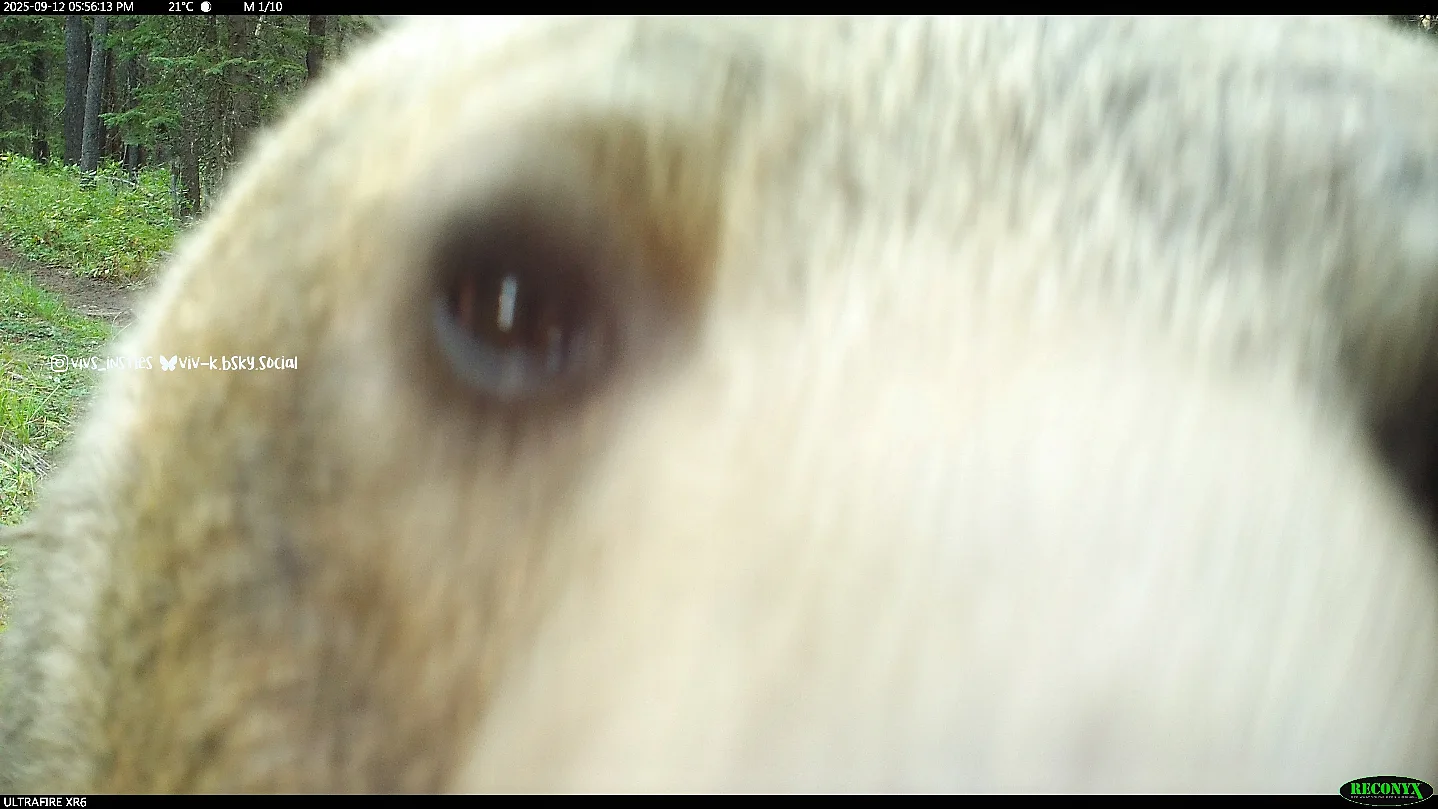 Love these captures....when you know you are the boss of the wood