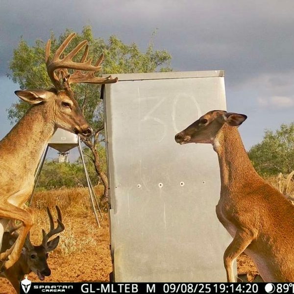 Talking about picture perfect! : Hebbronville Deer Hunting #tra