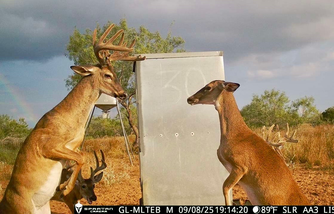 Talking about picture perfect!
: Hebbronville Deer Hunting 
#tra
