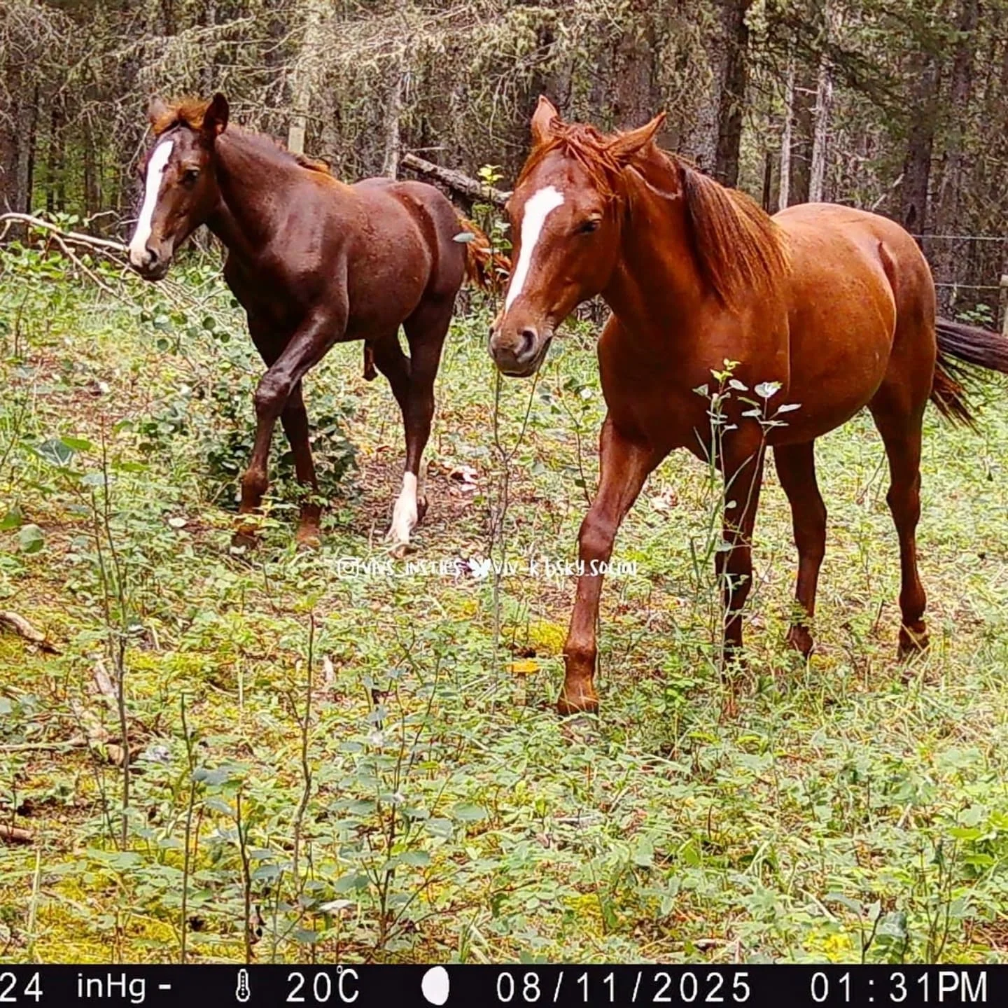Some good photos of this year's colt,  alongside last year's foal