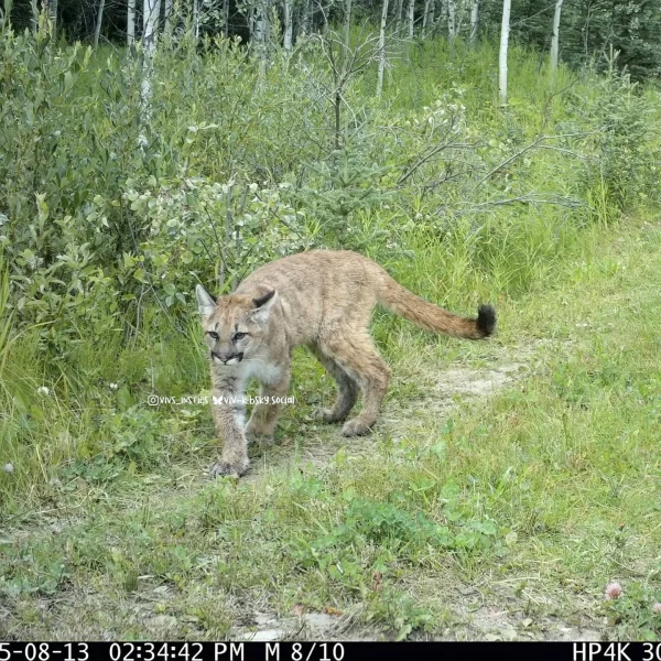 Wildcat Wednesday Here are three photos of “potentially” three di