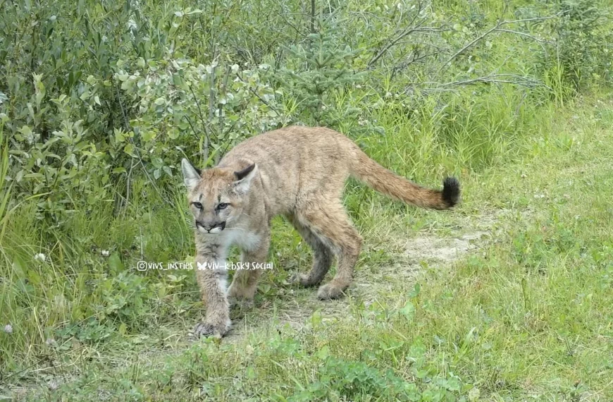 Wildcat Wednesday Here are three photos of "potentially" three di