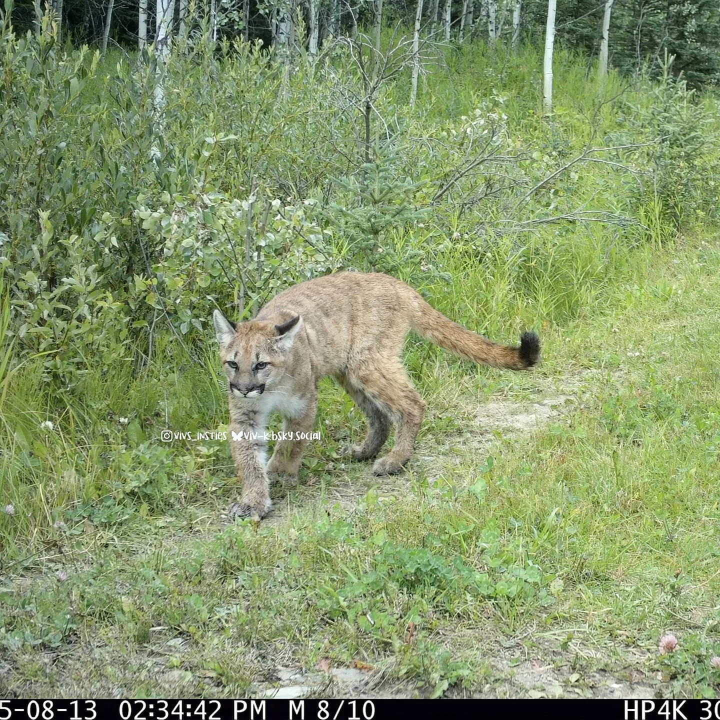 Wildcat Wednesday Here are three photos of "potentially" three di