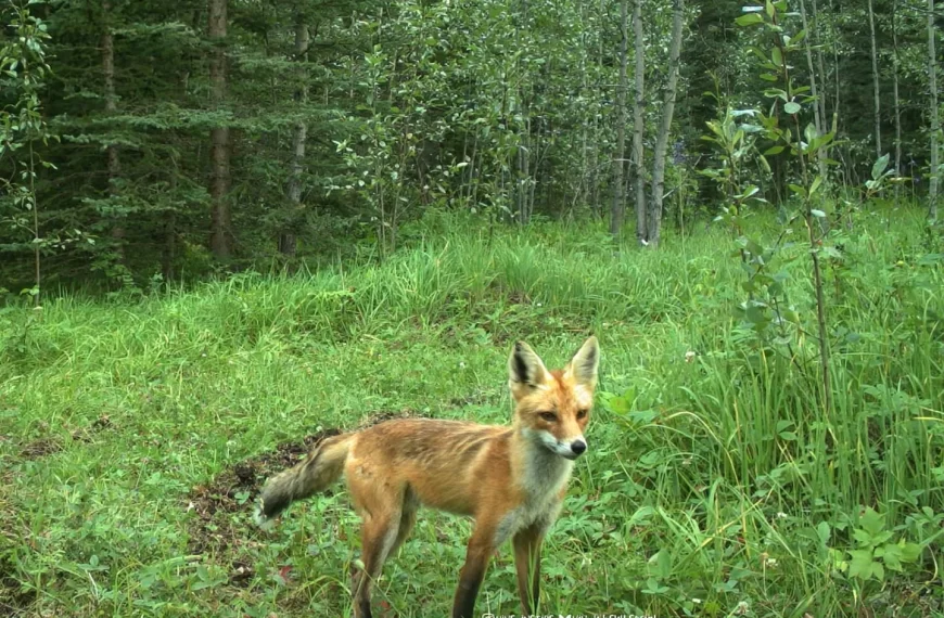 Some of these dogs belong in the woods and some of them don't  (s