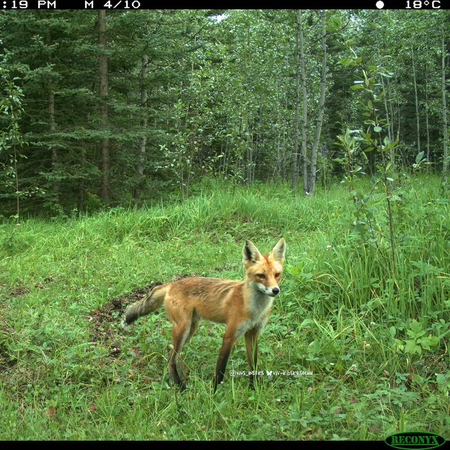 Some of these dogs belong in the woods and some of them don't  (s