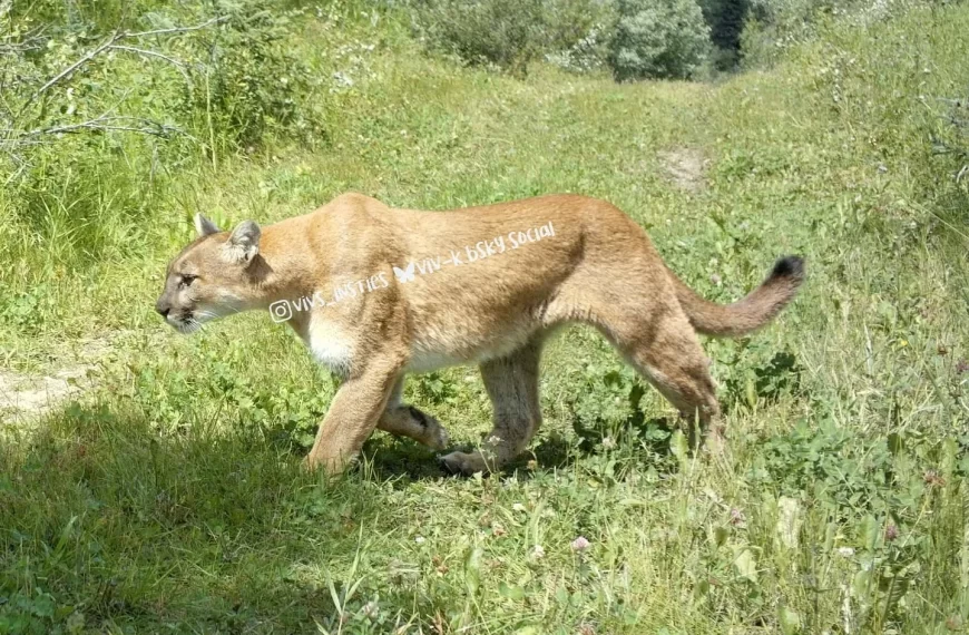 They only passed one camera on their way through, but thankfully