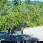 I think this is the mated coyote pair; female in first photo (but