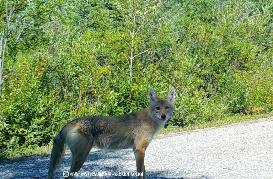 I think this is the mated coyote pair; female in first photo (but