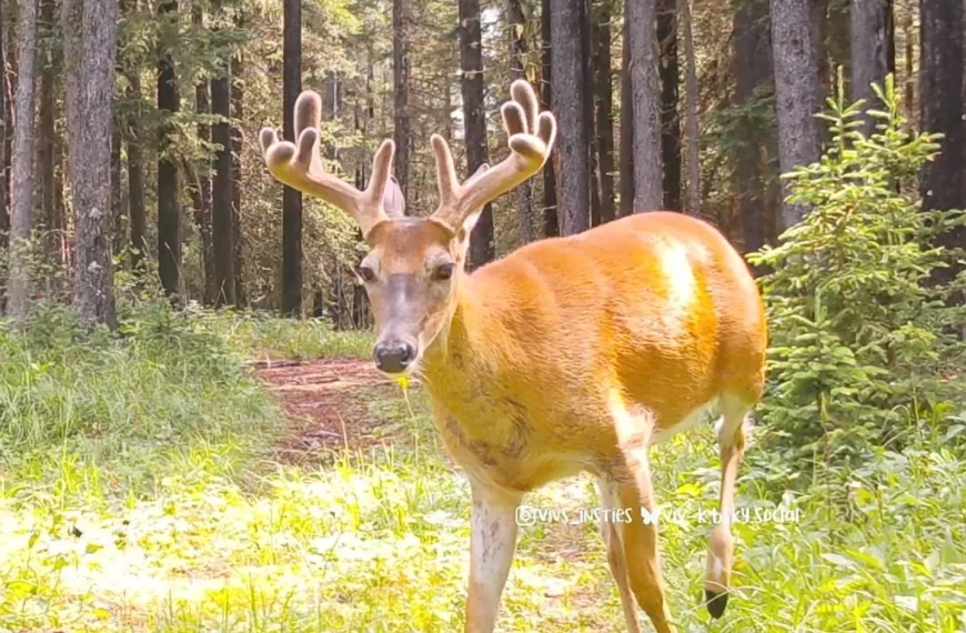 A few of the bigger boys in the woods last week 
.
.