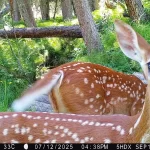 Fawns and their spots
.
.