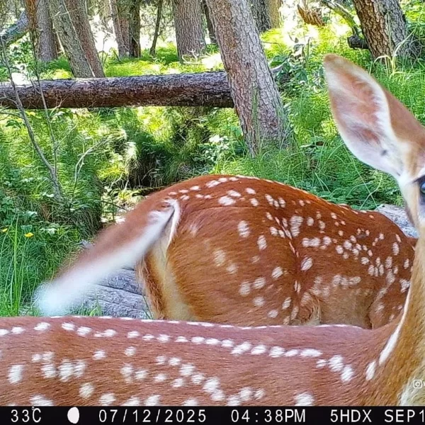 Fawns and their spots . .