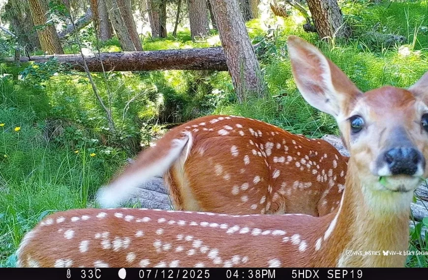 Fawns and their spots . .