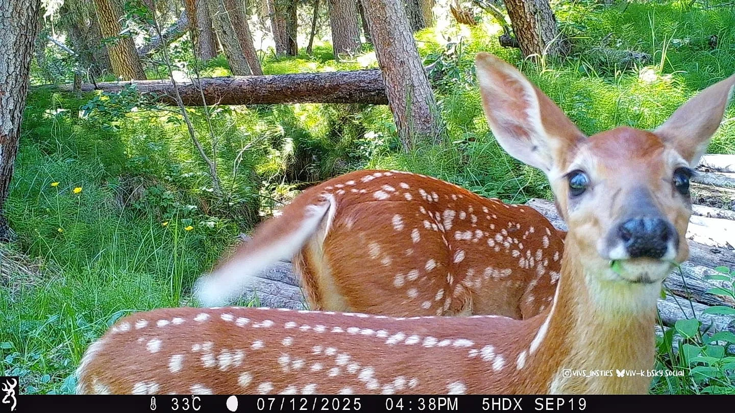 Fawns and their spots
.
.