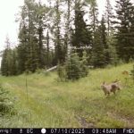 It has been a bit since I've shared any of the dog critters wande