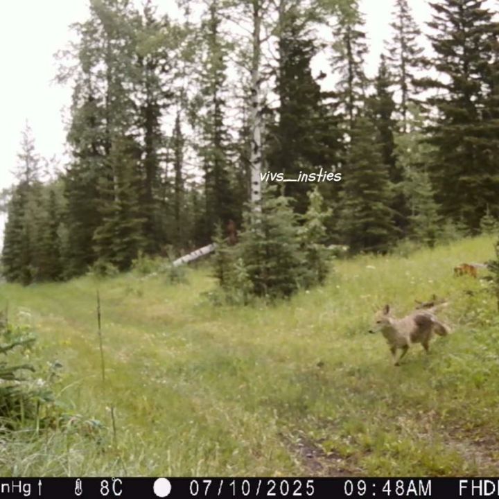 It has been a bit since I've shared any of the dog critters wande