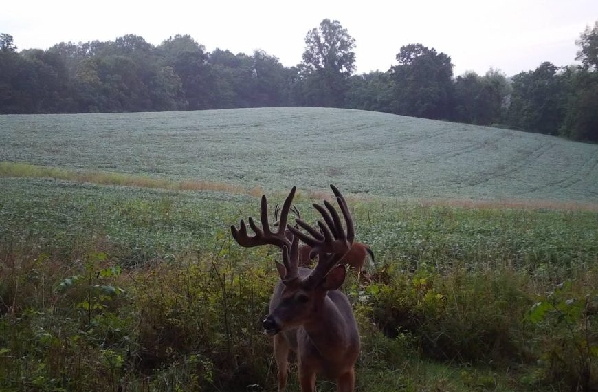 to this mega giant
