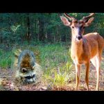 1.5 HOURS of Relaxing Trail Camera Videos (Deer, Coyotes, Wild Boar)
