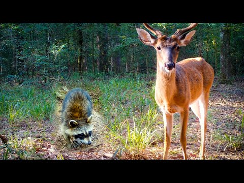 1.5 HOURS of Relaxing Trail Camera Videos (Deer, Coyotes, Wild Boar)