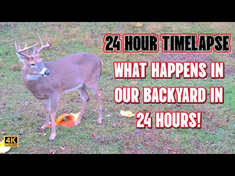 24 Hour Timelapse What Happens in Our Backyard in 24 Hours? Big Bucks and Wildlife Everywhere!