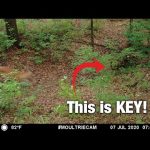 3 Great Spots for Public Land Trail Cameras