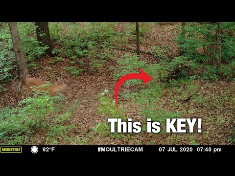 3 Great Spots for Public Land Trail Cameras