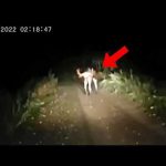30 Most Disturbing Trail Cam Videos No One Saw Coming
