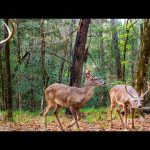 6 Months of Deer Trail Camera Videos (Alabama Wildlife)