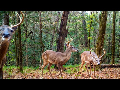 6 Months of Deer Trail Camera Videos (Alabama Wildlife)