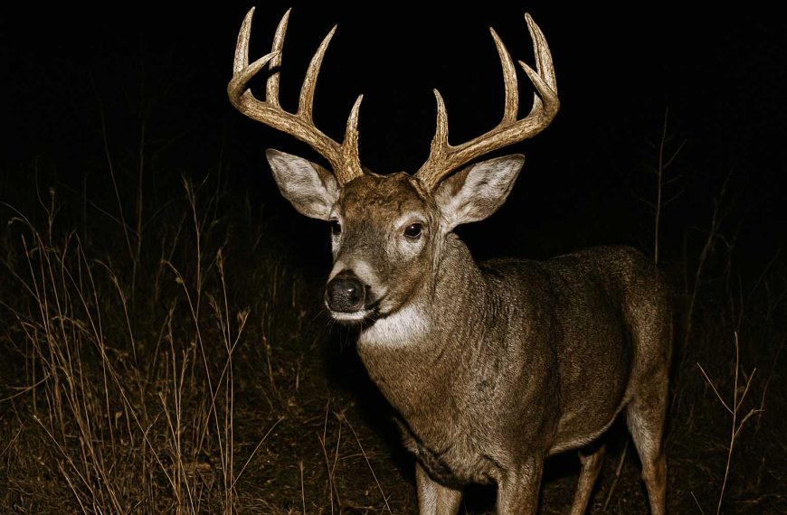 Budget Trail Camera Review 2026 Best Picks Under $100 Trail Camera Store