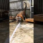 A Unique Way To bathe A Tiger🐯 #shorts #tiger