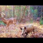 Alabama Wildlife Trail Camera Videos Winter 2022 2023 (Deer, Wild Boar, and More)