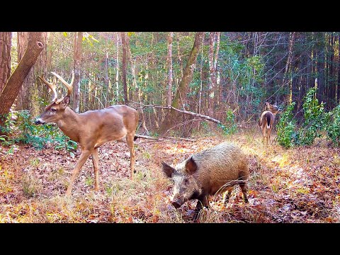 Alabama Wildlife Trail Camera Videos Winter 2022 2023 (Deer, Wild Boar, and More)