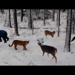 Best 2024 Idaho Trail Camera Videos Compilation