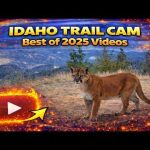 BEST Idaho Trail Cam Videos of 2025