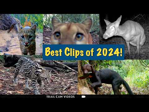 Best Trail Cam Wildlife of 2024 – Mountain Lions, Ocelots & the Carolina Woods