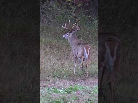 Big Buck Blows up Close! Hold Your Breath and Don't Move a Muscle!