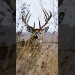 Big Buck Coming Right At You, 10 Yards From A 177” MEGA #hunting