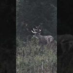 Biggest Buck We’ve Ever Filmed, Free Range 250”+ Deer #shorts #hunting #deerhunting