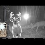 Can DEER See Flash From NO GLOW Trail Cameras?