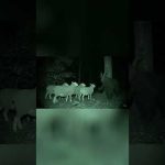 Creepy New Jersey Devil sighting caught on trail cam at night #creepyvideo #trailcamfootage #animal