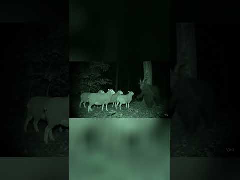 Creepy New Jersey Devil sighting caught on trail cam at night #creepyvideo #trailcamfootage #animal