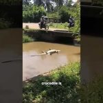 Don't Fall for This Crocodile's TRICK! 😳
