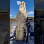 GIANT Gator! #florida #gatorhunting #viral #viralshort #viralvideo #viralshorts #fyp #fypシ