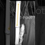 How fast does bamboo grow in a day