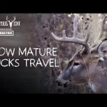 How Mature Bucks Travel | Whitetail EDU