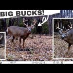 My 10 BEST Whitetail Deer Buck Clips | Trail Cam Videos