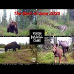 My Best trail cam videos of June 2023