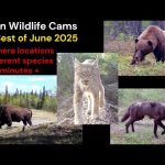 My best trail cam videos of June 2025